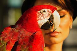 Red Parrot Ultra HD Wallpaper