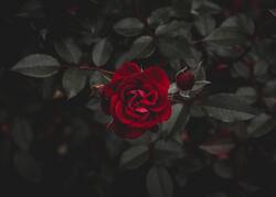 Red Rose Flower Desktop Background
