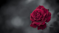 Red Rose HD Background