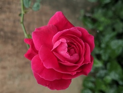 Red Rose in Plant at Home