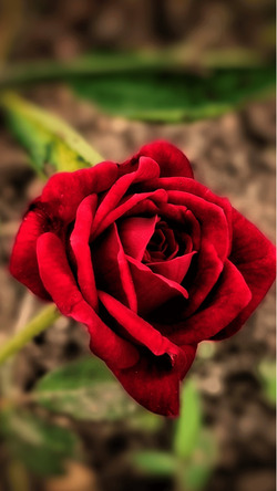 Red Rose Mobile Image