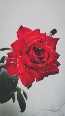 Red Rose Ultra HD Mobile Wallpaper