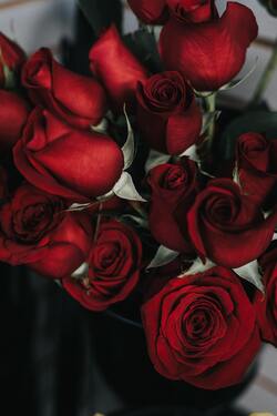 Red Roses Flower Pic