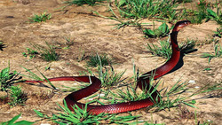 Red Snake In Farm