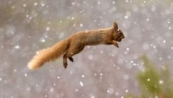 Red Squirrel Jumping HD Wallpaper