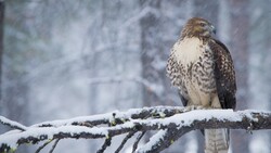 Red Tailed Hawk 4K Bird Image