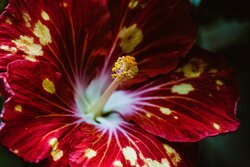 Red Tropical Flower