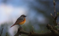 Redstart Bird HD Wallpaper