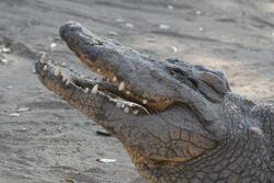 Reptile Alligator Pic