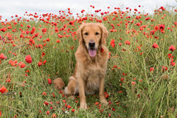 Retriever Dog HD Wallpaper