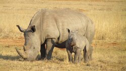 Rhinoceros with Child Wild Animal 4K Wallpaper