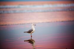 Ring Billed Gull on Shore