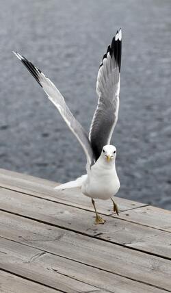 Ring Billed Gull Walking Near River