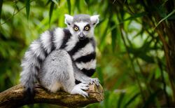 Ring Tailed Lemur Animal Photo