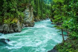 River Between Green Leafed Tree Ultra HD