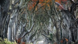 Road Between Big Trees