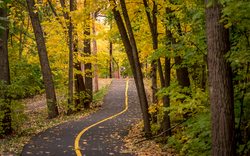 Road Between Forest Nature Pic