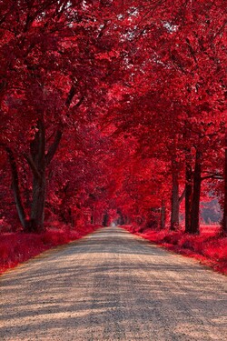 Road Between Red Leaves Tree