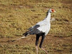 Roadrunner Bird Image