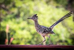 Roadrunner Bird Standing On Fence