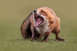 Roar of Fox