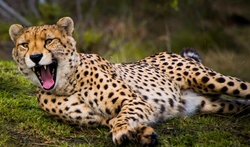 Roaring Cheetah Lying On Ground