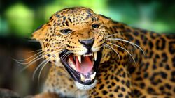 Roaring Leopard Wild 5K Wallpaper