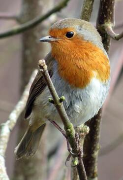 Robin Bird in Tree Branch