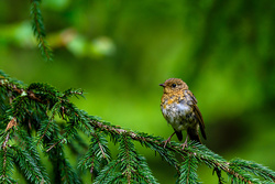 Robin Bird on Green Tree Portrait Pics