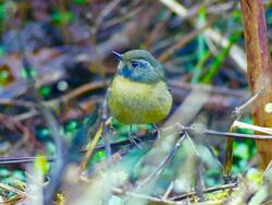 Robin Bird Portrait Photo