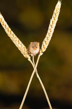 Rodent on Wheat