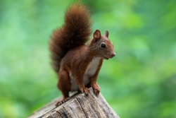 Rodents on Tree Stump