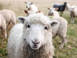 Romney Sheep Group Photo