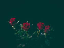 Rose Flower Background Photo