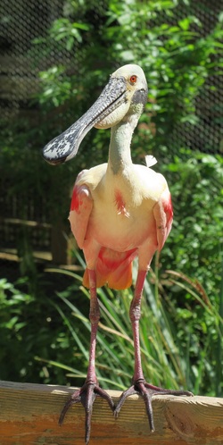 Roseate Spoonbill Bird in Zoo Mobile Wallpaper
