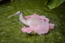 Roseate Spoonbill Bird Swimming Ultra HD