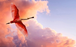 Roseate Spoonbill HD Wallpaper