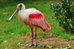 Roseate Spoonbill on Green Grass HD Wallpaper