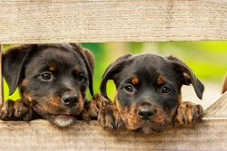 Rottweiler Dog Puppy