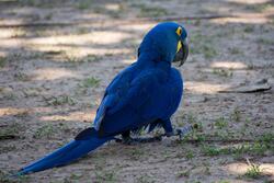 Royal Blue Color Parrot