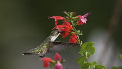 Ruby Throated Hummingbird 4K