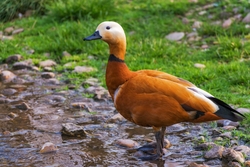 Ruddy Shelduck Bird Standing in Water