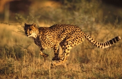 Running Cheetah Wallpaper