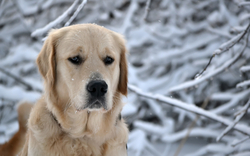 Sad Dog Sitting in Snow HD Wallpaper