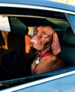 Sad Dog Sitting on Car