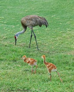 Sandhill Crane with Babies Pic