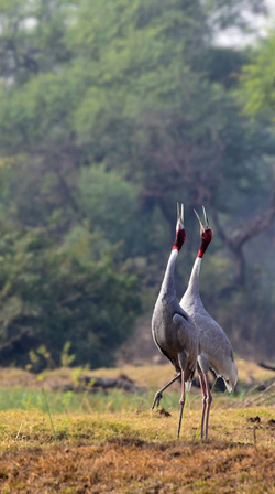 Sarus Crane Mobile Pic