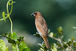 Scaly Breasted Munia Bird Sitting on Branch