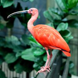 Scarlet Ibis Bird Photo