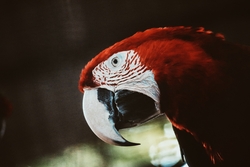 Scarlet Macaw Parrot Bird Close Up Photo